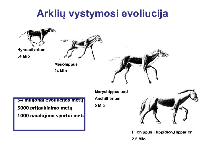 Arklių vystymosi evoliucija Hyracotherium 54 Mio Mesohippus 24 Mio Merychippus und Anchitherium