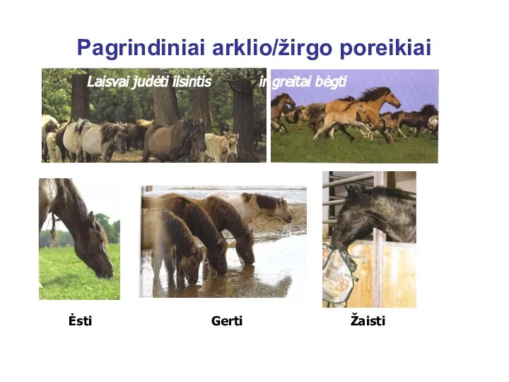 Pagrindiniai arklio/žirgo poreikiai Ėsti Gerti Žaisti Laisvai judėti ilsintis ir greitai bėgti