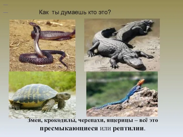 Как ты думаешь кто это? Змеи, крокодилы, черепахи, ящерицы – всё это пресмыкающиеся или рептилии.