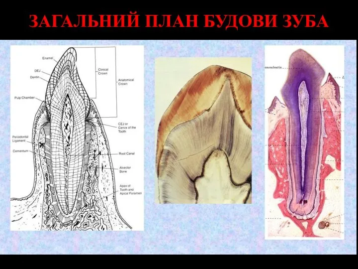 ЗАГАЛЬНИЙ ПЛАН БУДОВИ ЗУБА