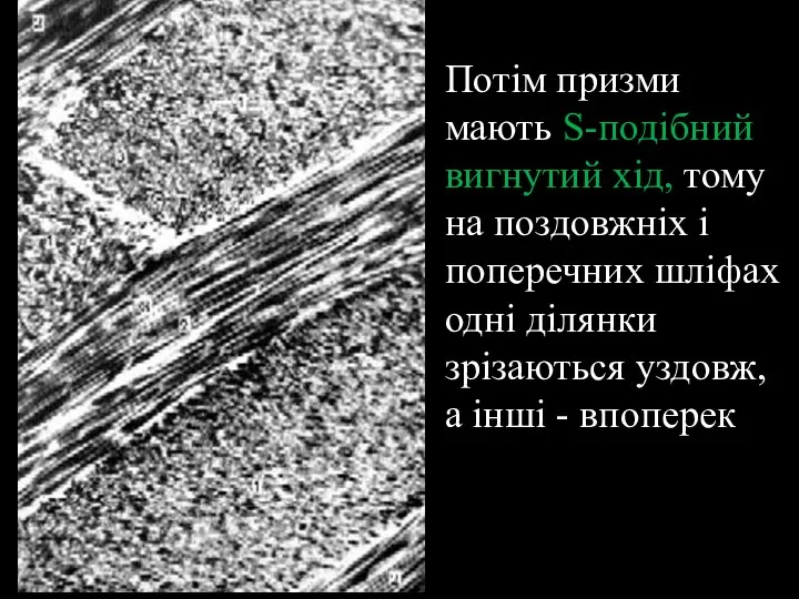 Потім призми мають S-подібний вигнутий хід, тому на поздовжніх і поперечних шліфах