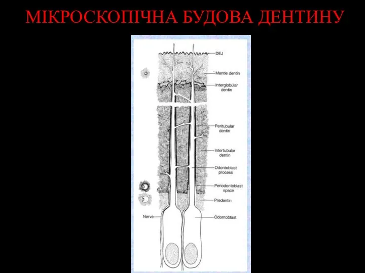 МІКРОСКОПІЧНА БУДОВА ДЕНТИНУ