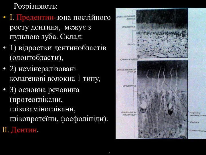 Розрізняють: I. Предентин-зона постійного росту дентина, межує з пульпою зуба. Склад: 1)