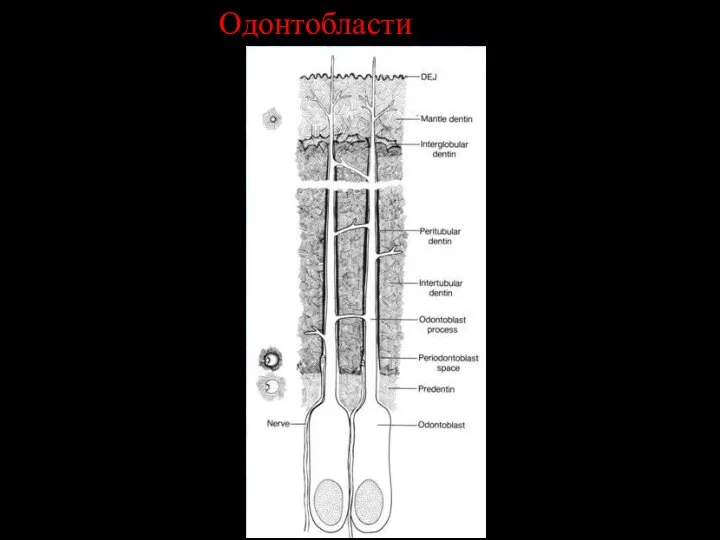 Одонтобласти