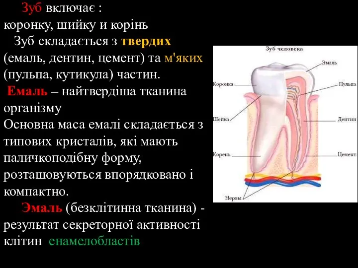 Зуб включає : коронку, шийку и корінь Зуб складається з твердих (емаль,