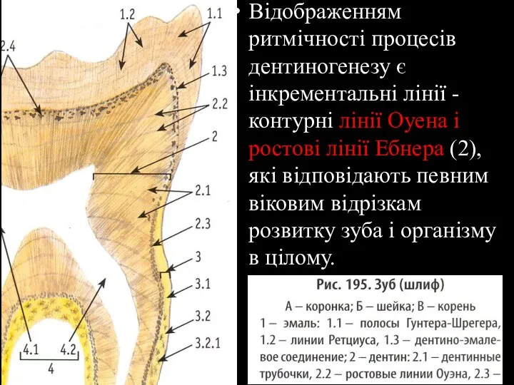 Відображенням ритмічності процесів дентиногенезу є інкрементальні лінії - контурні лінії Оуена і