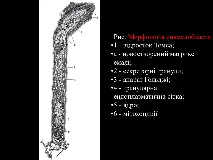 Рис. Морфологія енамелобласта 1 - відросток Томса; а - новостворений матрикс емалі;