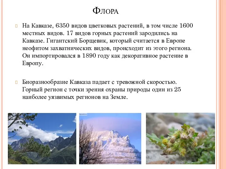 Флора На Кавказе, 6350 видов цветковых растений, в том числе 1600 местных