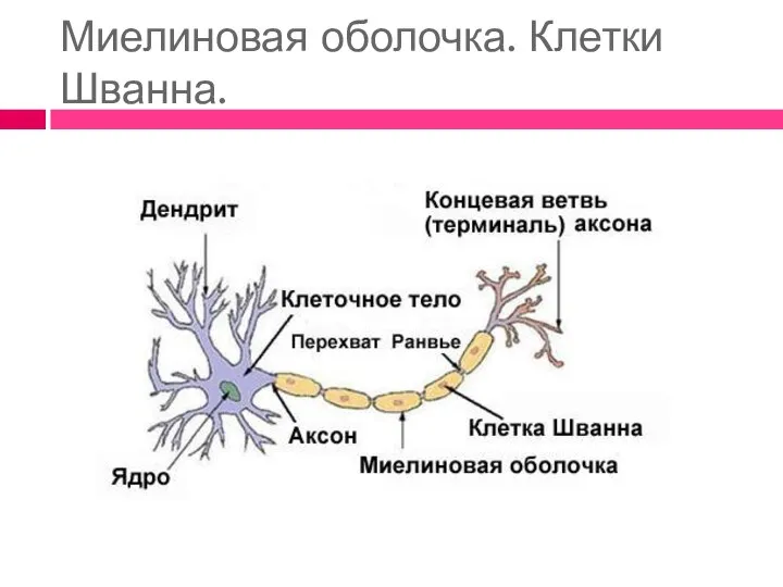 Миелиновая оболочка. Клетки Шванна.