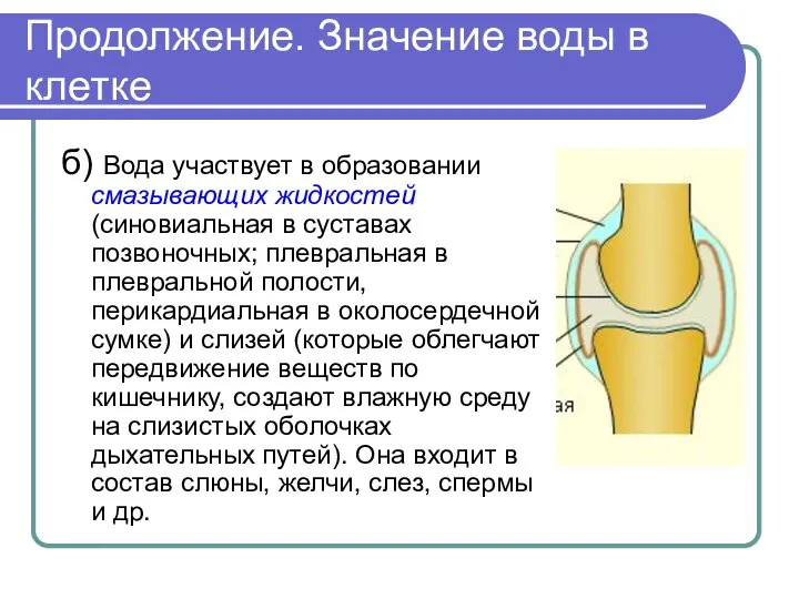 Продолжение. Значение воды в клетке б) Вода участвует в образовании смазывающих жидкостей