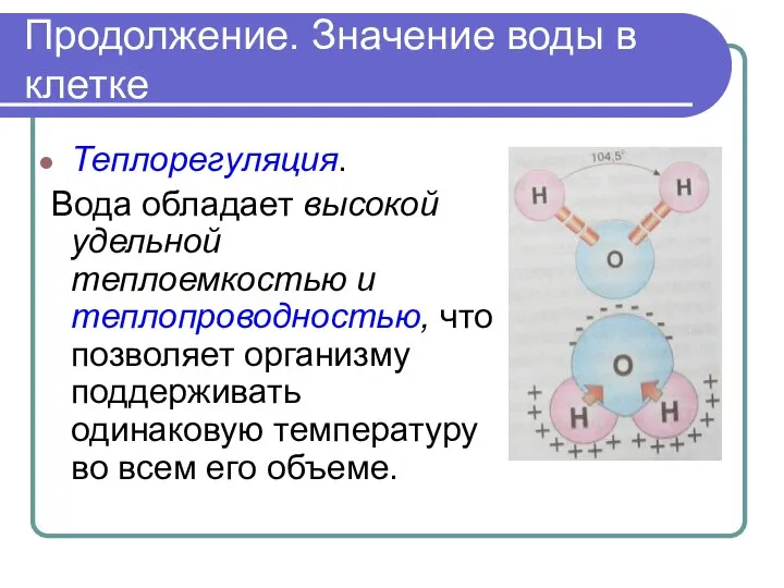 Продолжение. Значение воды в клетке Теплорегуляция. Вода обладает высокой удельной теплоемкостью и