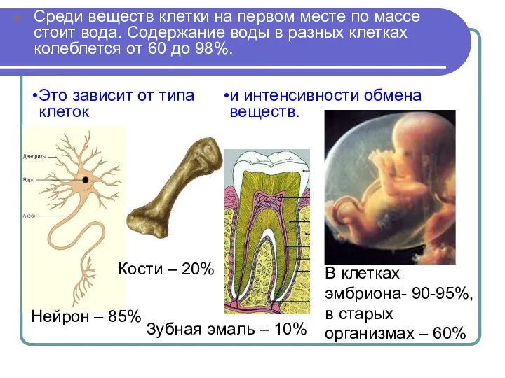 Среди веществ клетки на первом месте по массе стоит вода. Содержание воды