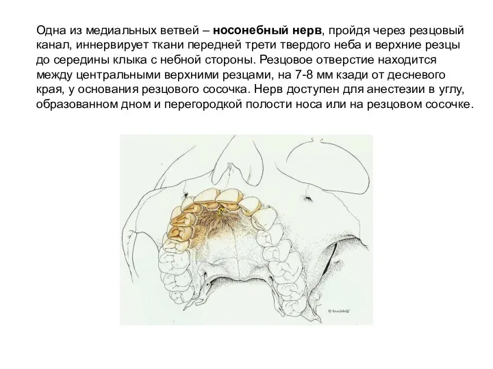 Одна из медиальных ветвей – носонебный нерв, пройдя через резцовый канал, иннервирует