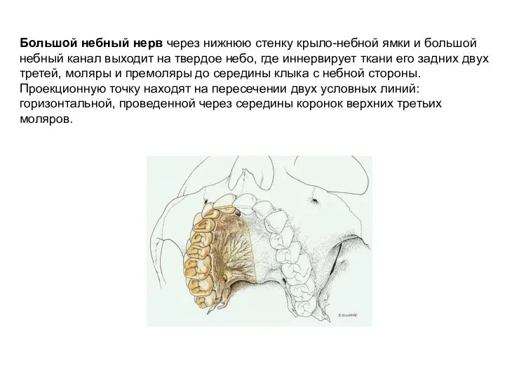 Большой небный нерв через нижнюю стенку крыло-небной ямки и большой небный канал