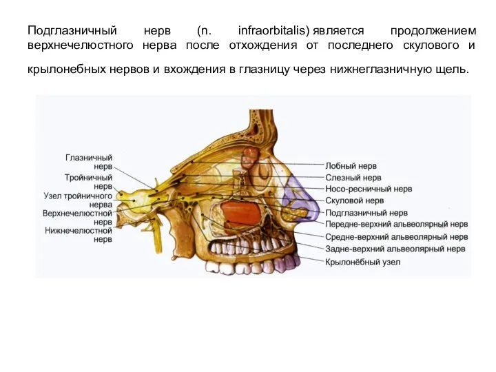 Подглазничный нерв (n. infraorbitalis) является продолжением верхнечелюстного нерва после отхождения от последнего