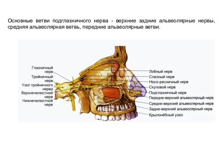 Основные ветви подглазничного нерва - верхние задние альвеолярные нервы, средняя альвеолярная ветвь, передние альвеолярные ветви.