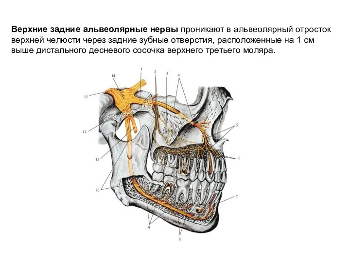 Верхние задние альвеолярные нервы проникают в альвеолярный отросток верхней челюсти через задние