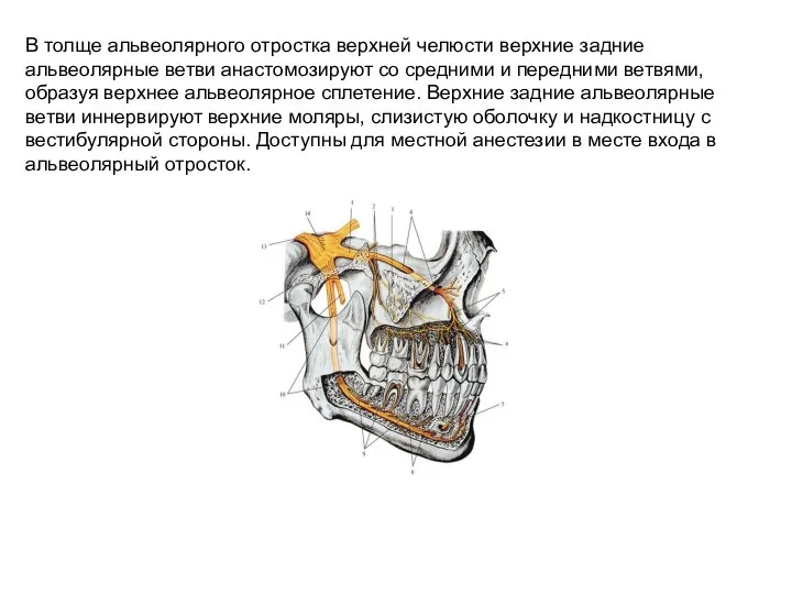 В толще альвеолярного отростка верхней челюсти верхние задние альвеолярные ветви анастомозируют со
