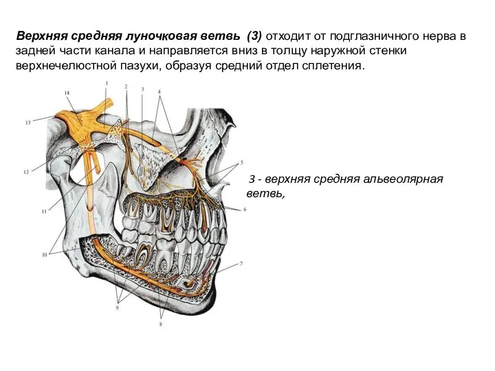 3 - верхняя средняя альвеолярная ветвь, Верхняя средняя луночковая ветвь (3) отходит