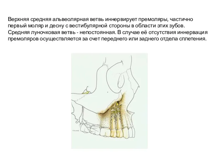 Верхняя средняя альвеолярная ветвь иннервирует премоляры, частично первый моляр и десну с