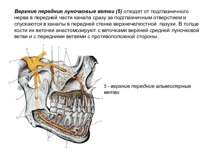 5 - верхние передние альвеолярные ветви Bepxние передние луночковые ветви (5) отходят