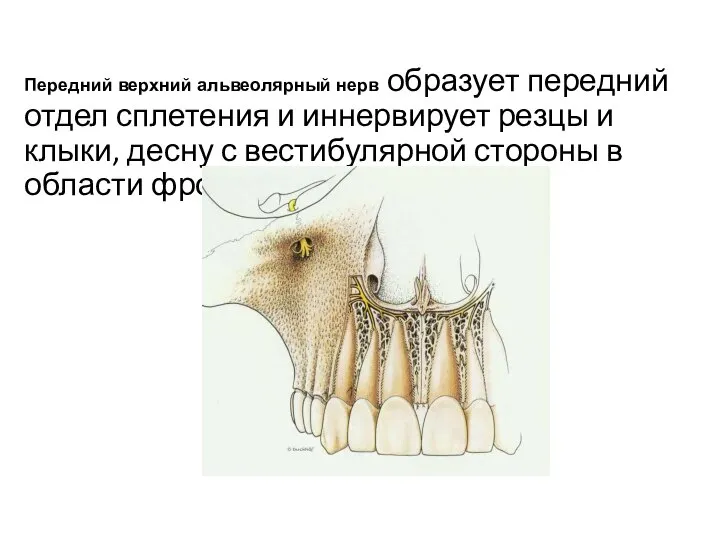 Передний верхний альвеолярный нерв образует передний отдел сплетения и иннервирует резцы и