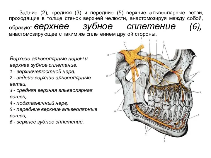 Верхние альвеолярные нервы и верхнее зубное сплетение. 1 - верхнечелюстной нерв, 2