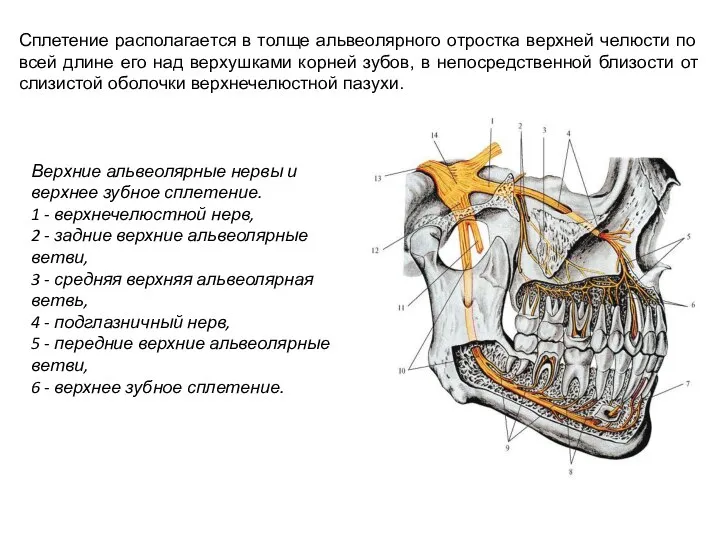 Сплетение располагается в толще альвеолярного отростка верхней челюсти по всей длине его