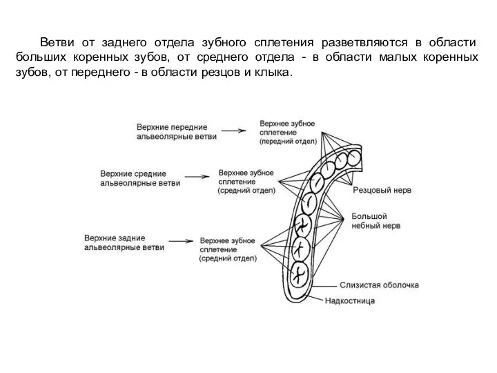 Ветви от заднего отдела зубного сплетения разветвляются в области больших коренных зубов,