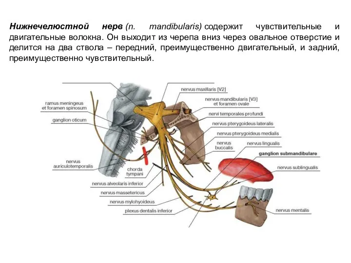 Нижнечелюстной нерв (n. mandibularis) содержит чувствительные и двигательные волокна. Он выходит из