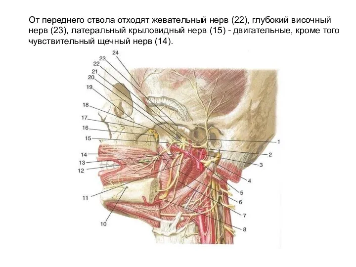 От переднего ствола отходят жевательный нерв (22), глубокий височный нерв (23), латеральный