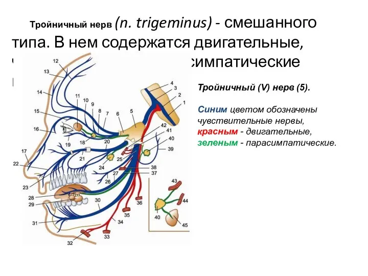 Тройничный нерв (n. trigeminus) - смешанного типа. В нем содержатся двигательные, чувствительные