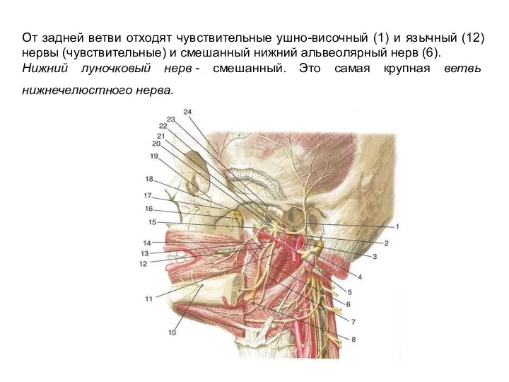 От задней ветви отходят чувствительные ушно-височный (1) и язычный (12) нервы (чувствительные)