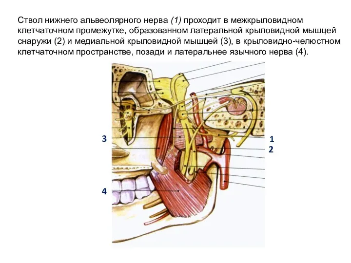 Ствол нижнего альвеолярного нерва (1) проходит в межкрыловидном клетчаточном промежутке, образованном латеральной