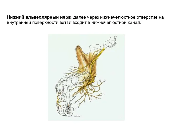 Нижний альвеолярный нерв далее через нижнечелюстное отверстие на внутренней поверхности ветви входит в нижнечелюстной канал.