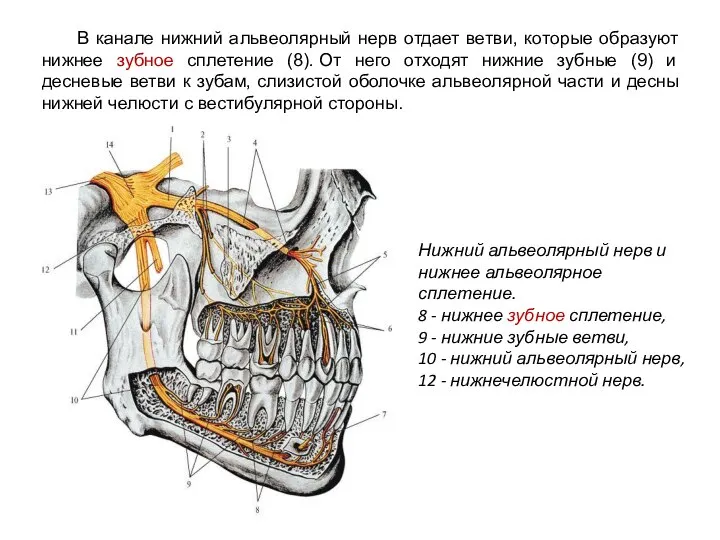 Нижний альвеолярный нерв и нижнее альвеолярное сплетение. 8 - нижнее зубное сплетение,
