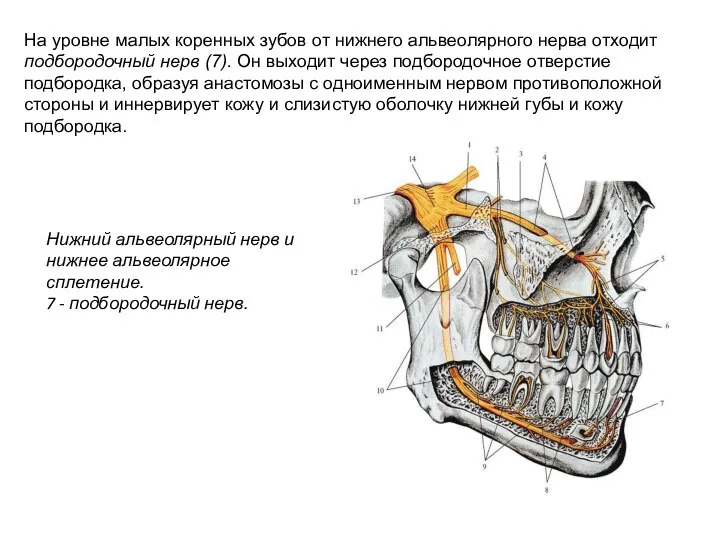 Нижний альвеолярный нерв и нижнее альвеолярное сплетение. 7 - подбородочный нерв. На