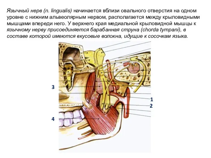 3 2 4 1 Язычный нерв (n. lingualis) начинается вблизи овального отверстия