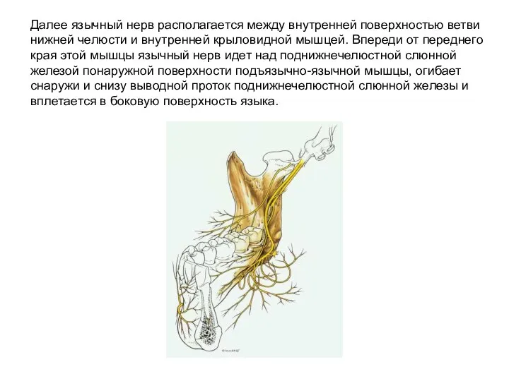 Далее язычный нерв располагается между внутренней поверхностью ветви нижней челюсти и внутренней
