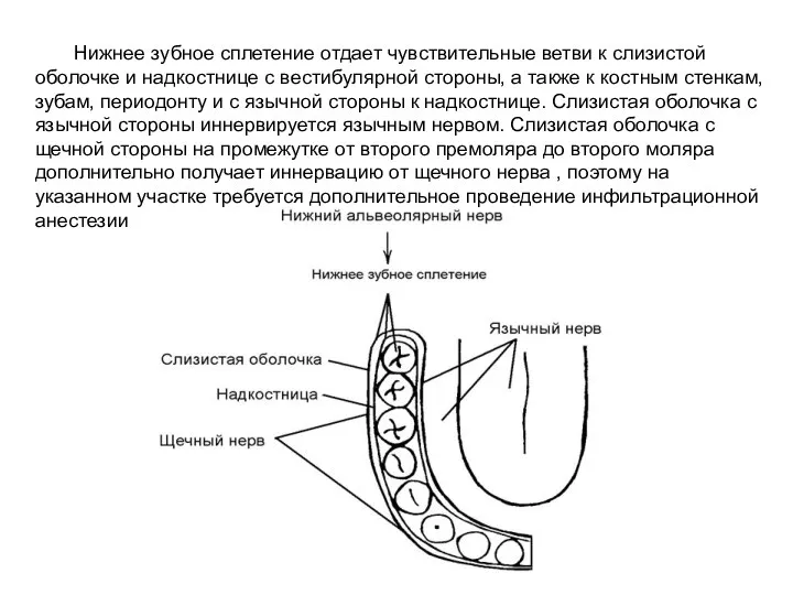 Нижнее зубное сплетение отдает чувствительные ветви к слизистой оболочке и надкостнице с