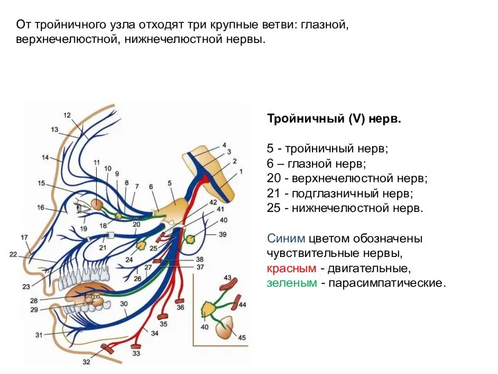 От тройничного узла отходят три крупные ветви: глазной, верхнечелюстной, нижнечелюстной нервы. Тройничный