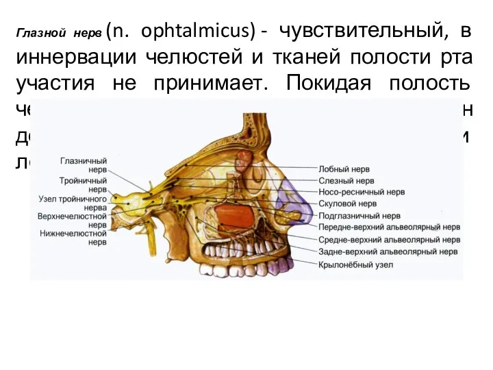 Глазной нерв (n. ophtalmicus) - чувствительный, в иннервации челюстей и тканей полости