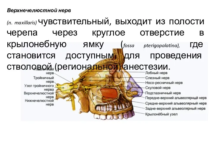 Верхнечелюстной нерв (n. maxillaris) чувствительный, выходит из полости черепа через круглое отверстие