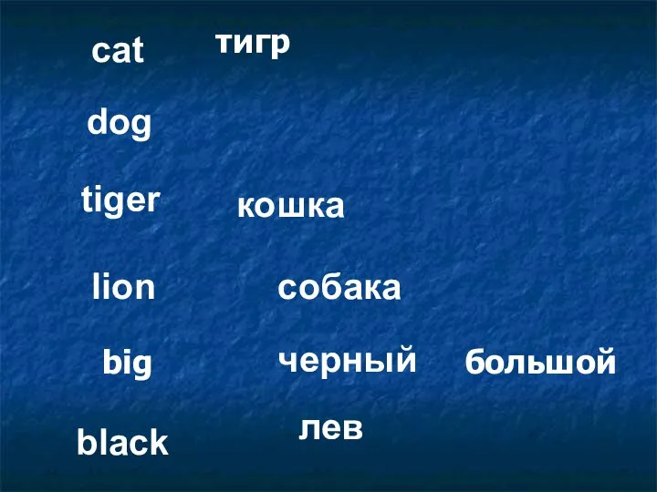lion cat black dog tiger кошка собака лев черный тигр большой big