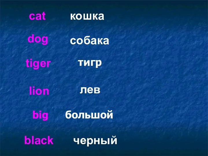 lion cat black dog tiger кошка собака лев черный тигр большой big