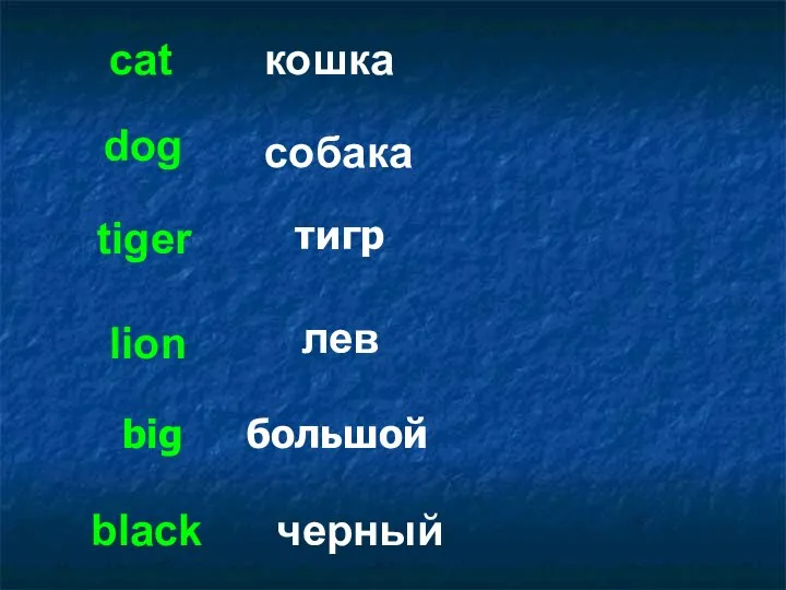 lion cat black dog tiger кошка собака лев черный тигр большой big