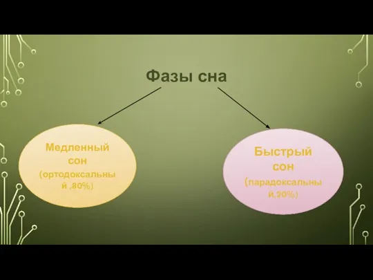 Фазы сна Медленный сон (ортодоксальный ,80%) Быстрый сон (парадоксальный,20%)