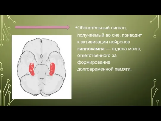 Обонятельный сигнал, получаемый во сне, приводит к активизации нейронов гиппокампа — отдела