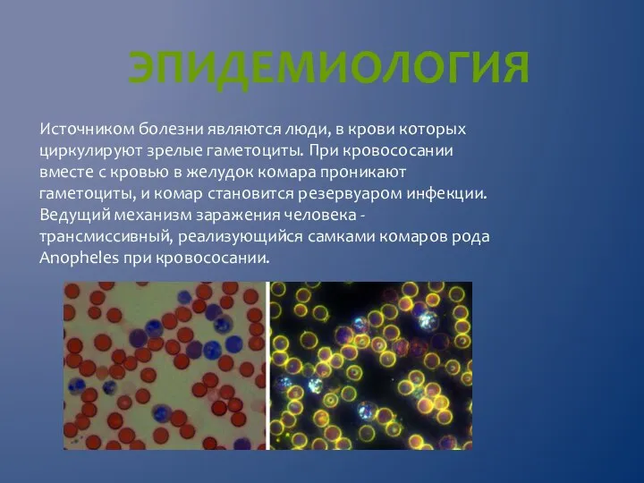 Источником болезни являются люди, в крови которых циркулируют зрелые гаметоциты. При кровососании