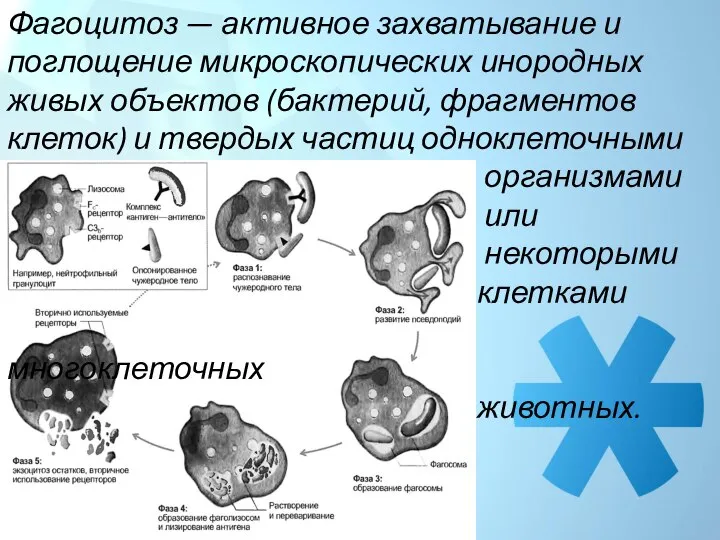 Фагоцитоз — активное захватывание и поглощение микроскопических инородных живых объектов (бактерий, фрагментов